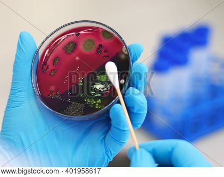 Scientist Analysis Escherichia Coli (e.coli) Culture With Eosin Methylene Blue (emb) Agar In Petri D