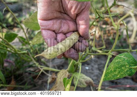 Dirty Hand Of An Adult Woman Tears A Ripe Dry Green Bean Pod. Close-up. Legume Harvesting, Hunger Pr