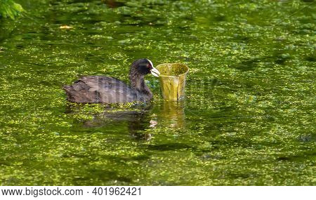 Eurasian Coot, Fulica Atra. The Bird Swims On The Pond Holding A Plastic Cup In Its Beak