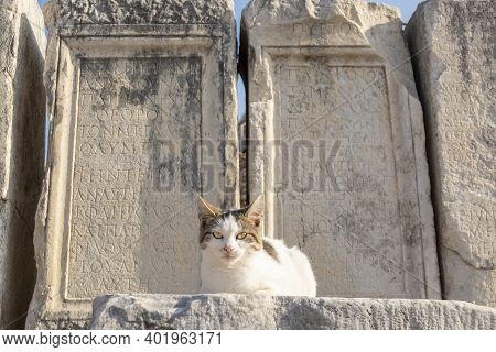 Cat Is Standing In Front Of An Ancient Tablet And Looking Directly Camera