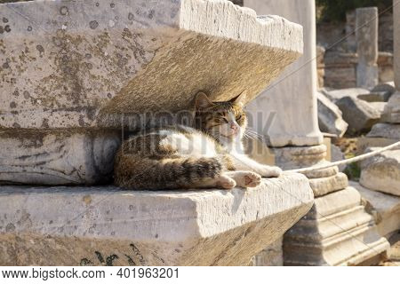 Cat Is Lying On A Stone And Watching People Who Are Walking On Ephesus Ancient City Streets
