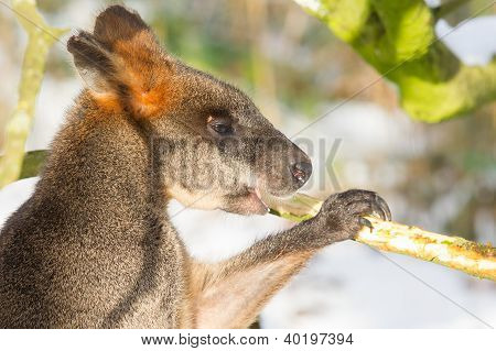 Swamp Wallaby In The Snow, Eating