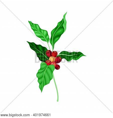 Coffee Plant Branch With Juiced Edible Fruits Containing Caffeine Vector Illustration