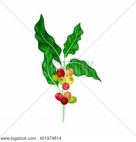 Coffee Plant Branch With Juiced Edible Fruits Containing Caffeine Vector Illustration