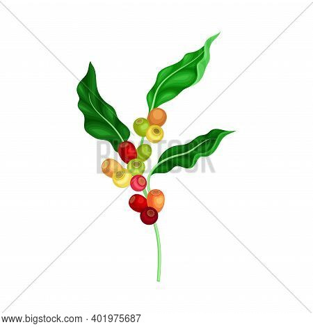 Green Branch Of Coffee Tree With Hanging Edible Fruits Vector Illustration