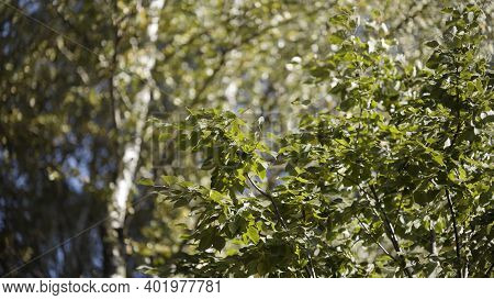 Bottom View Of Birch Trees With Summer Green Leaves Swaying In The Wind Against A Blue Sky. Action. 
