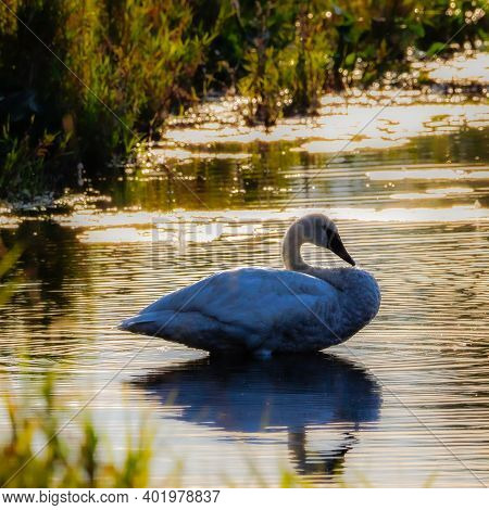 Backlit Trumpeter Swan (cygnus Buccinator) On A Small Lake During Late Summer With It's Reflection O