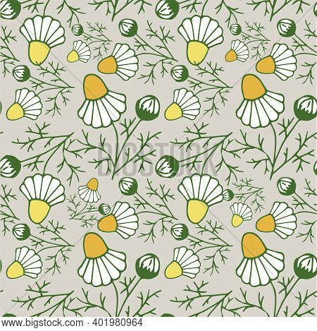 Chamomilla Seamless Pattern. Yellow White Flower On Grey Botanical Art Design Stock Vector Illustrat