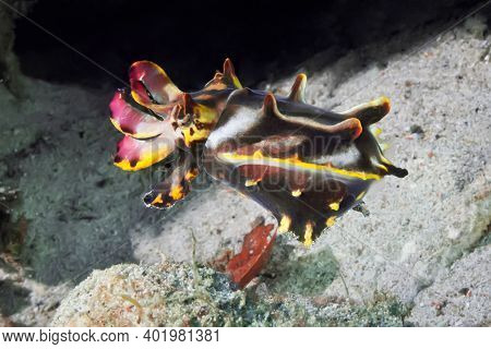 A Bright Cuttlefish (metasepia Pfefferi) Walks On The Sand. Small, But Very Poisonous. Underwater Ph