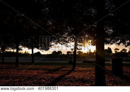 Back Light Sunset In A Park In Summer, France