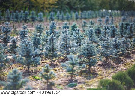 Rows Of Young Conifers In Greenhouse With A Lot Of Plants On Plantation