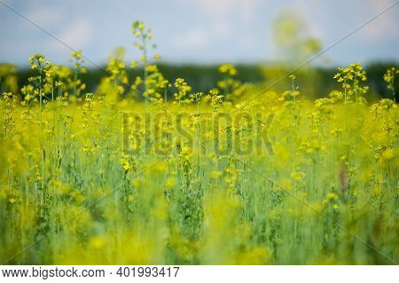 Detail Of Flowering Rapeseed Field, Canola Or Colza (brassica Napus). Plant For Green Energy And Oil