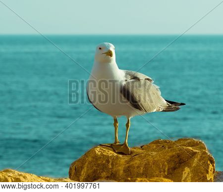 Standing Seagull - A Close-up Front Side View Of A Seagull Standing On A Seaside Rock With Sea In Th