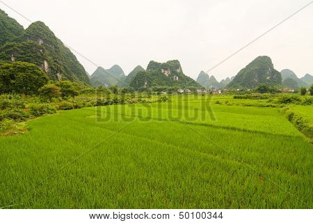 South china rice field and limestones