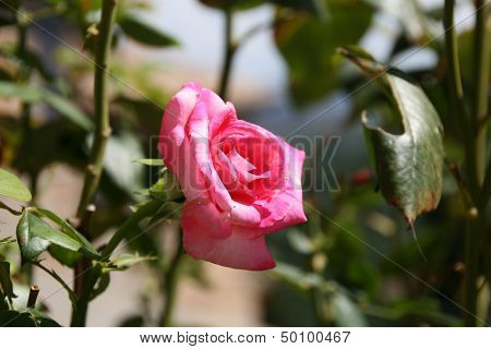 Beautiful Rose