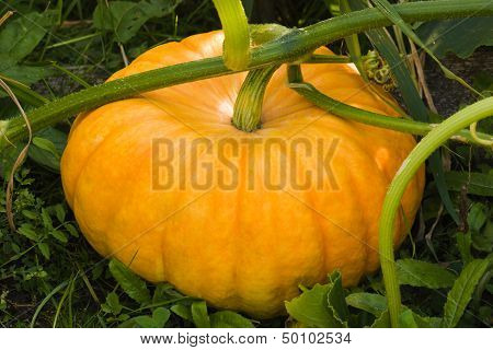 Big Pumpkin In Garden
