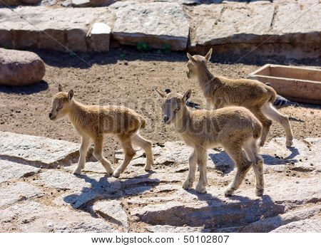 Little Wild Mountain Goatlings
