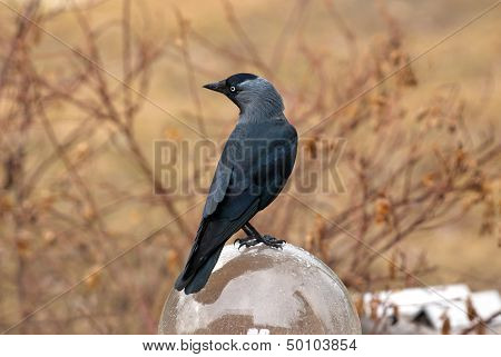 Jackdaw (Corvus Monedula)