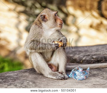 Monkey eating piece of bread against blurred background 