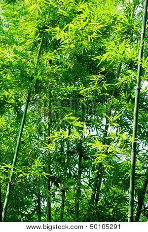bamboo