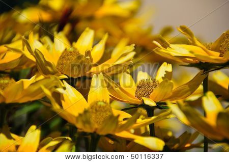 Zinnia flowers
