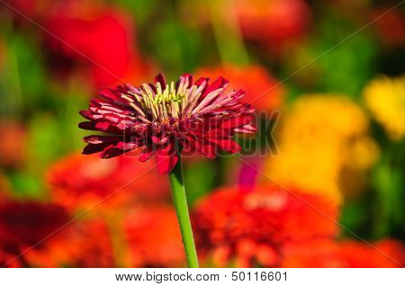 Zinnia bud in the blurry background