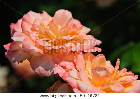 Buds of a Rose