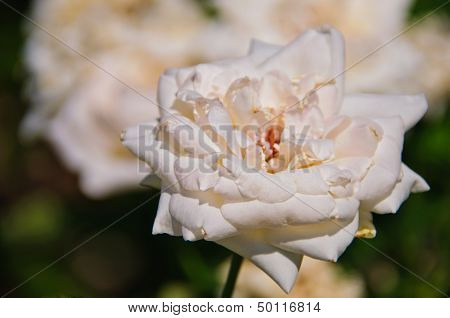 Bud of a Rose