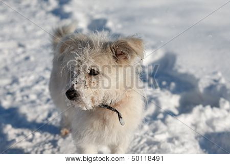 Dog On Snow