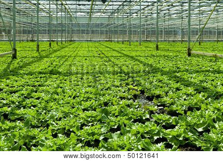Commercial Greenhouse