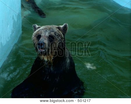 Bear.