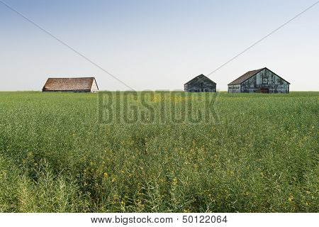 Tall Grain