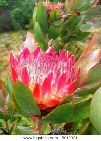 Kongen Protea