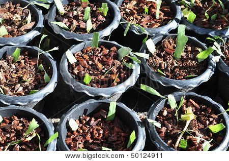 Ferns And Breeding