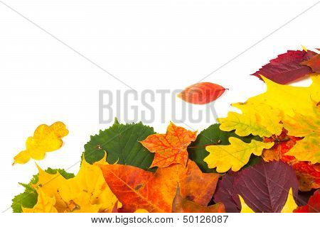 Beautiful Colorful Autumn Leaves