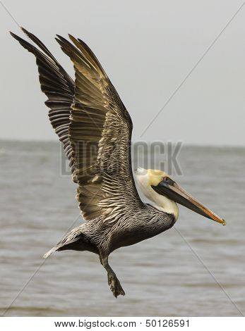 Brown pelican in flight