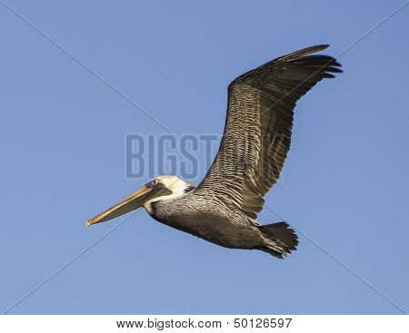 Brown pelican in flight.