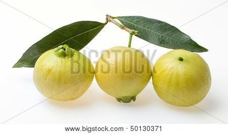 Syzygium Jambos Rose Apple