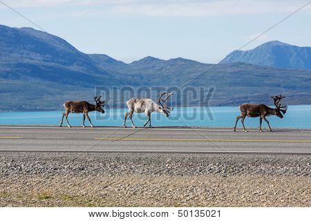 raindeer in Norway