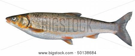 Fish (leuciscus Brandti)