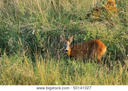 Young Wild Roebuck