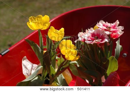 Tulipany w taczek