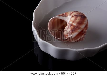 Snail Shell