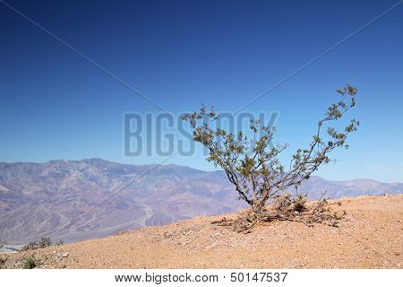 Little Bush At Death Valley