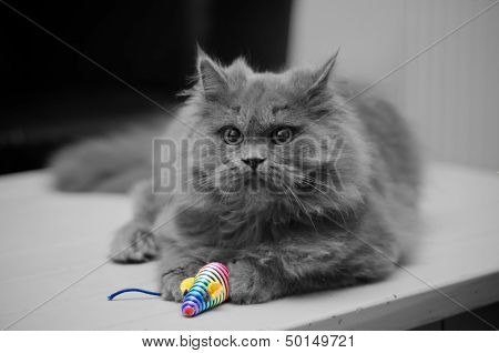 British Longhair Cat With Toy Mouse