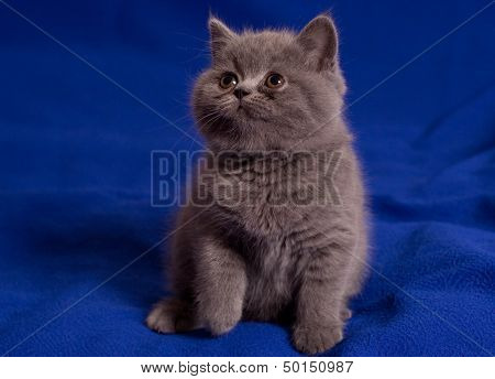 Family of grey brittish cats