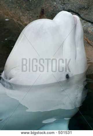 Balena beluga