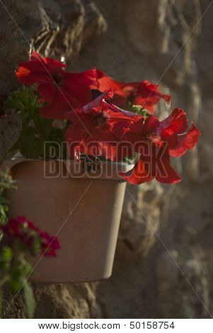 Petunia Hanging Cache-pot