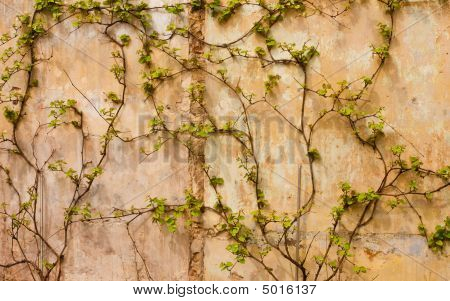 Ivy an der Wand