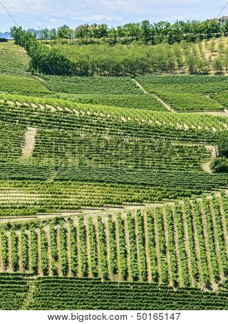 Langhe, Vineyards